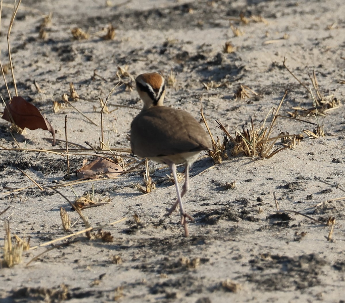 Temminckrennvogel - ML643264111