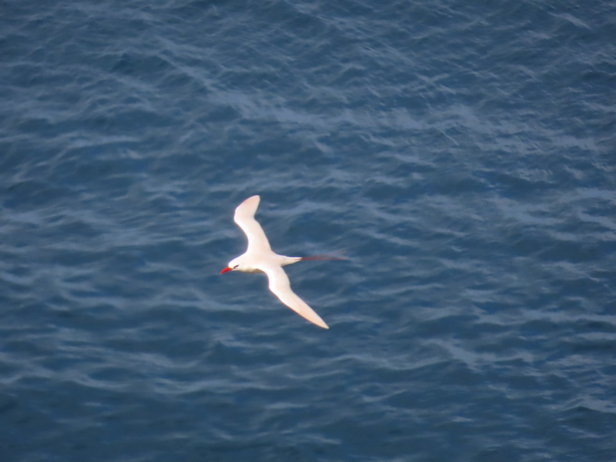 Red-tailed Tropicbird - ML643264112