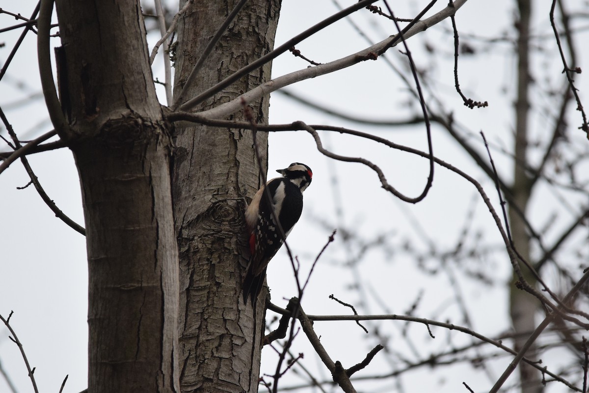 Great Spotted Woodpecker (Great Spotted) - ML643264115