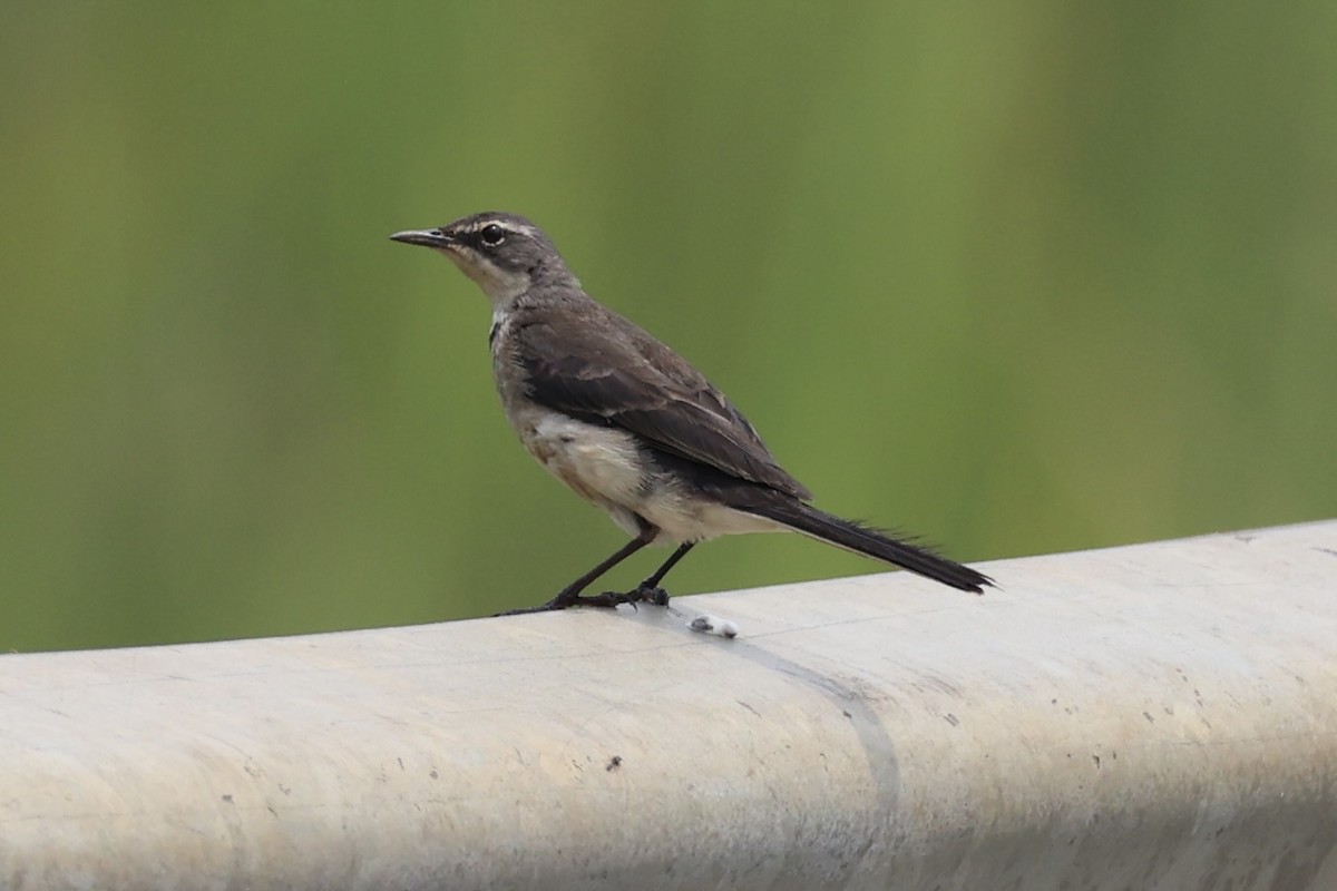 Cape Wagtail - ML643264126