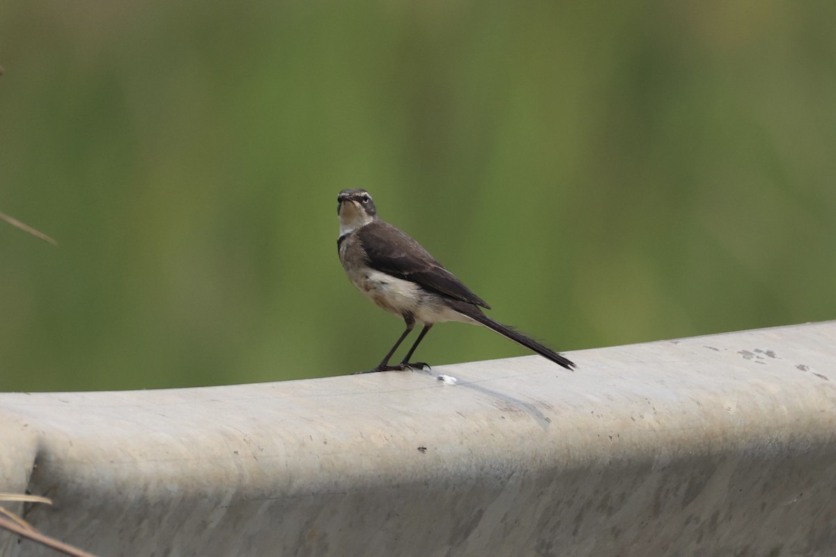 Cape Wagtail - ML643264127