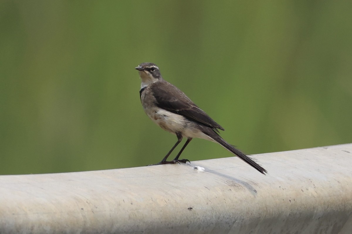 Cape Wagtail - ML643264128