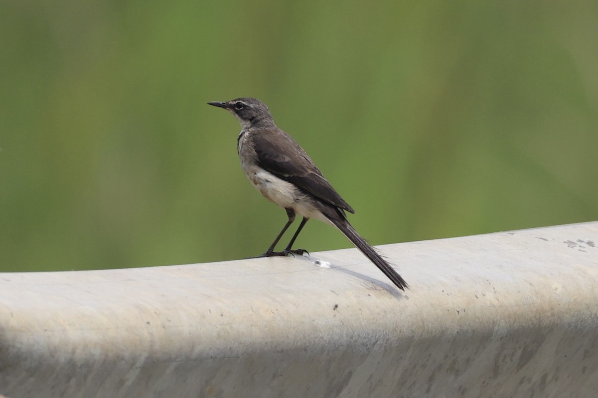 Cape Wagtail - ML643264129