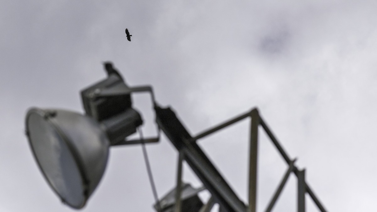 Turkey Vulture - ML643264130