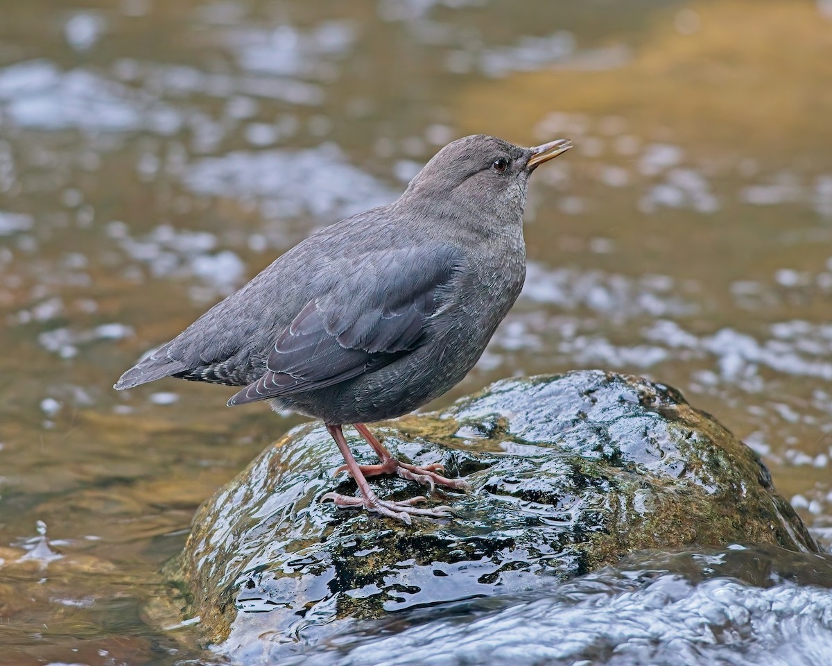 メキシコカワガラス - ML643264132
