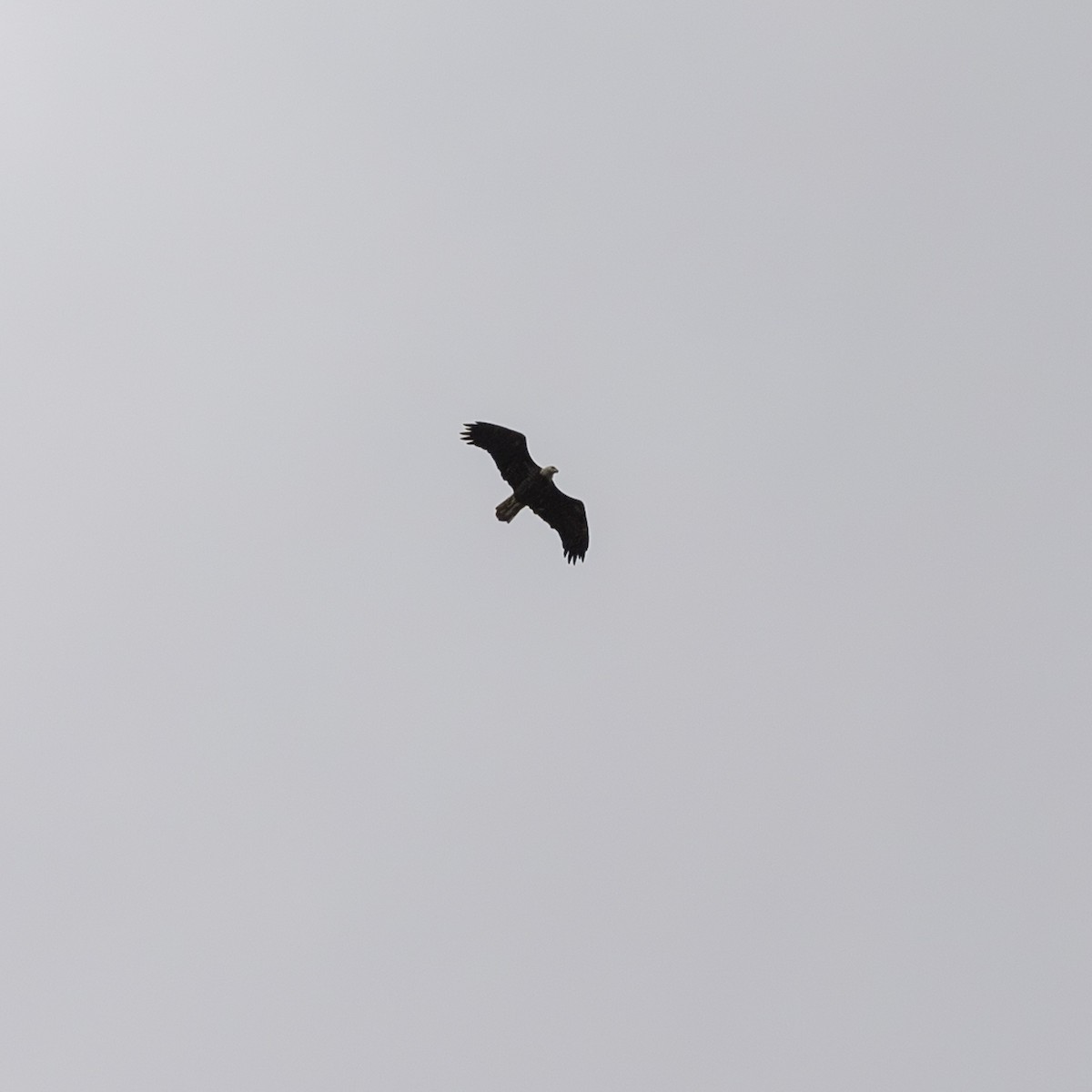 Bald Eagle - ML643264134