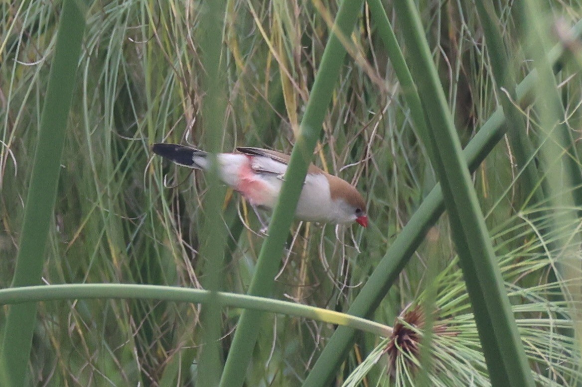 Fawn-breasted Waxbill - ML643264135