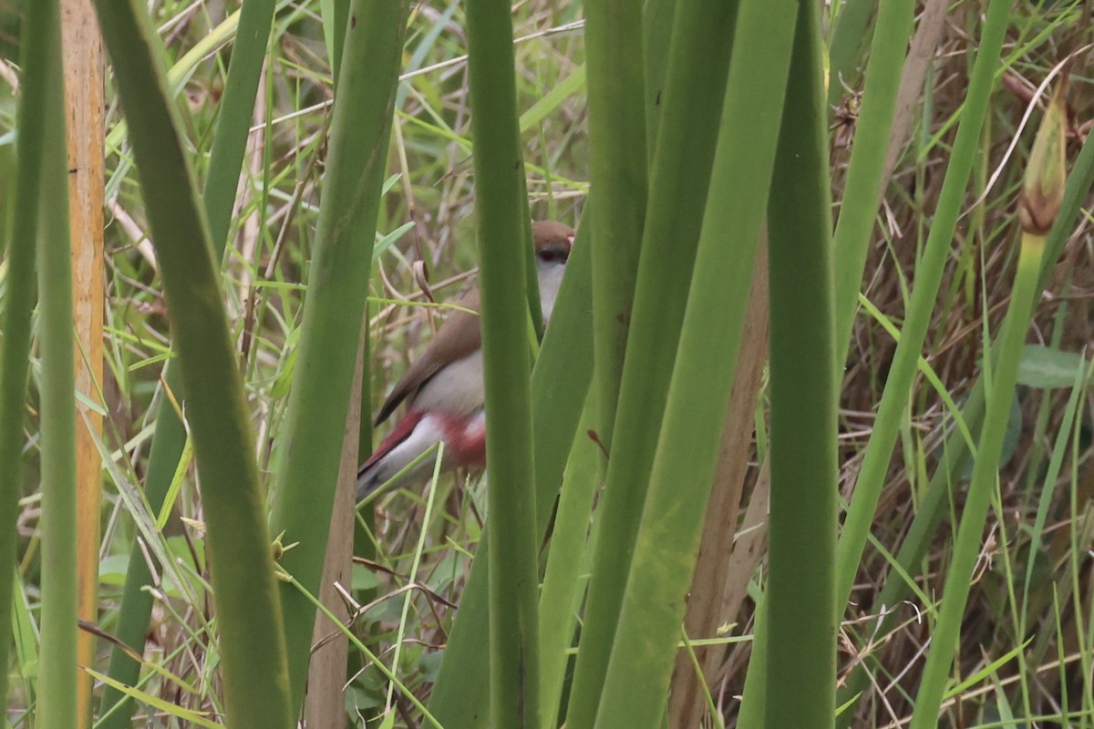 Fawn-breasted Waxbill - ML643264137