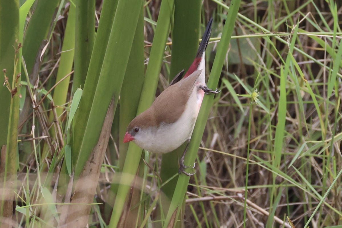 Fawn-breasted Waxbill - ML643264138