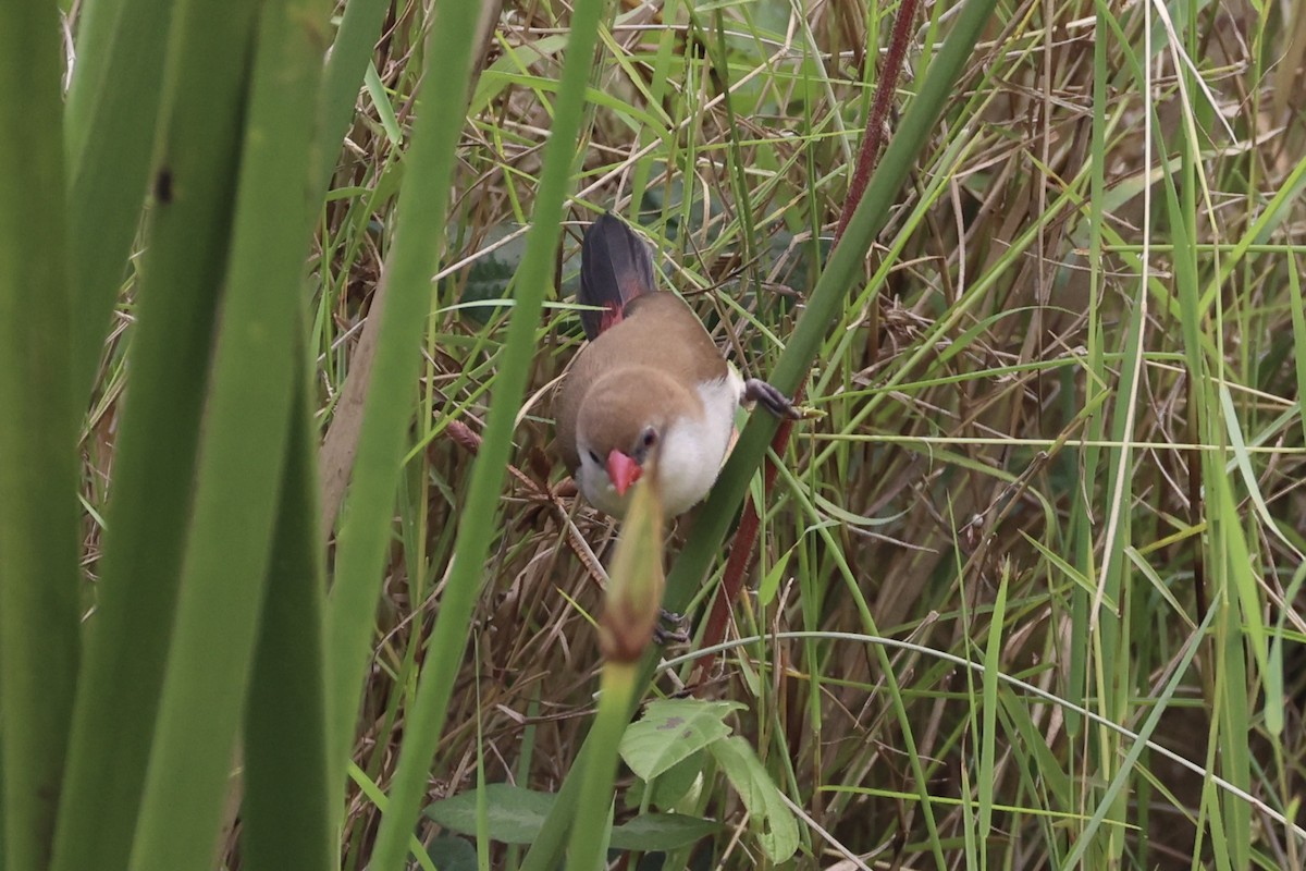 Fawn-breasted Waxbill - ML643264139