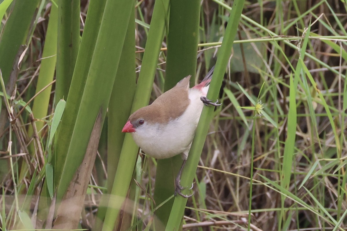 Fawn-breasted Waxbill - ML643264140