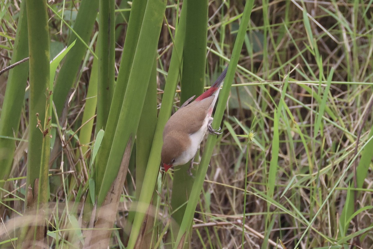 Fawn-breasted Waxbill - ML643264141