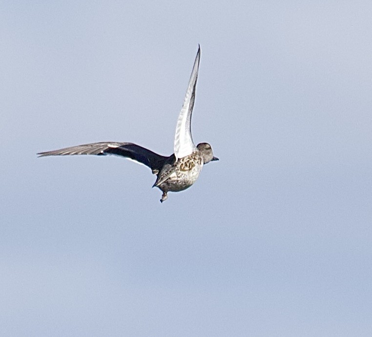 Green-winged Teal (American) - ML643264142