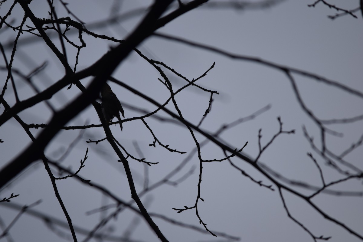 Common Firecrest - ML643264146