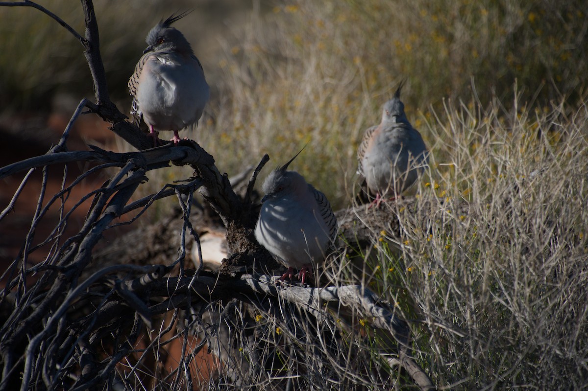 Crested Pigeon - ML643264147