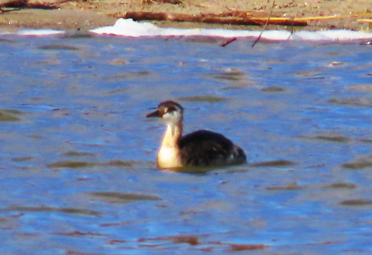 Red-necked Grebe - ML643264159
