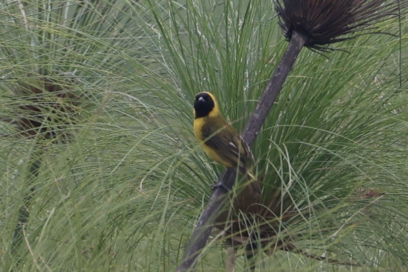Slender-billed Weaver - ML643264160