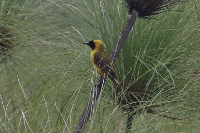 Slender-billed Weaver - ML643264161