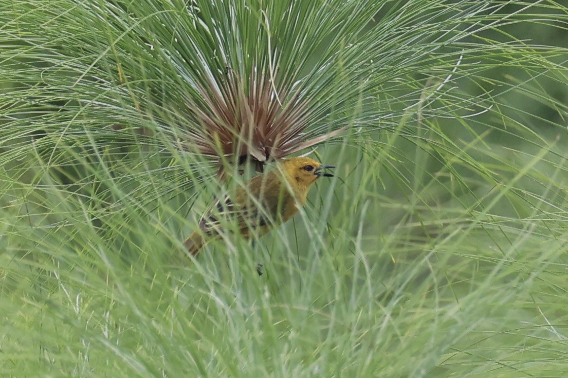 Slender-billed Weaver - ML643264162