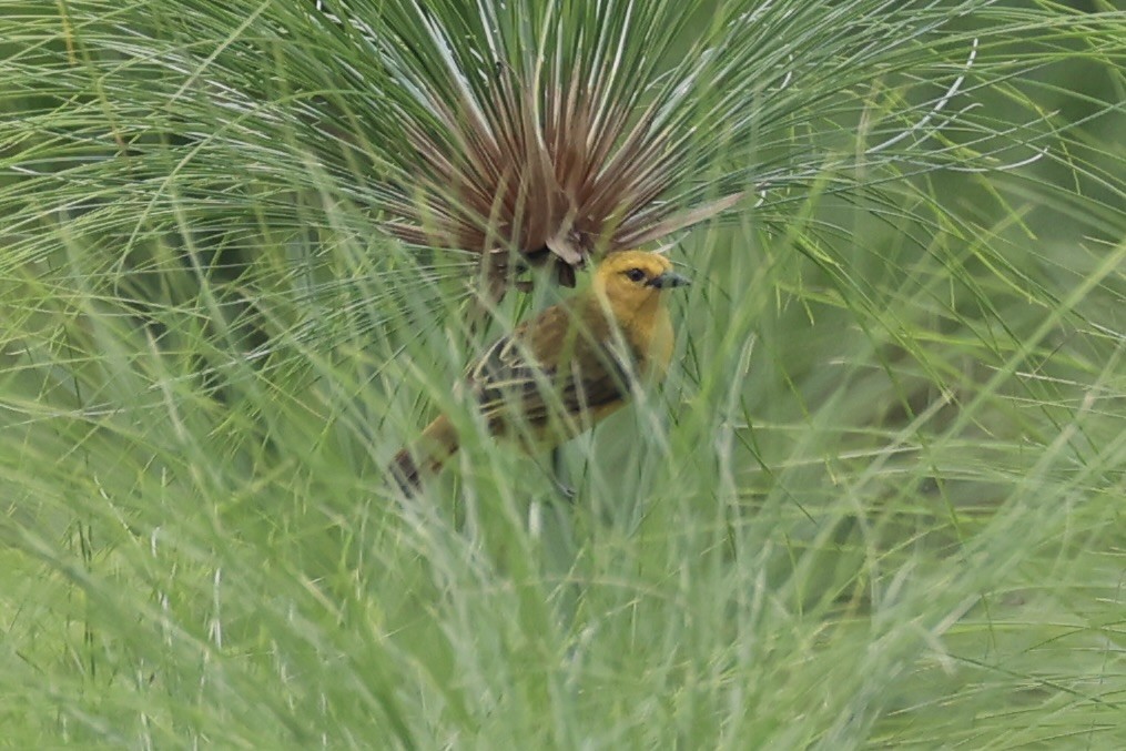 Slender-billed Weaver - ML643264163