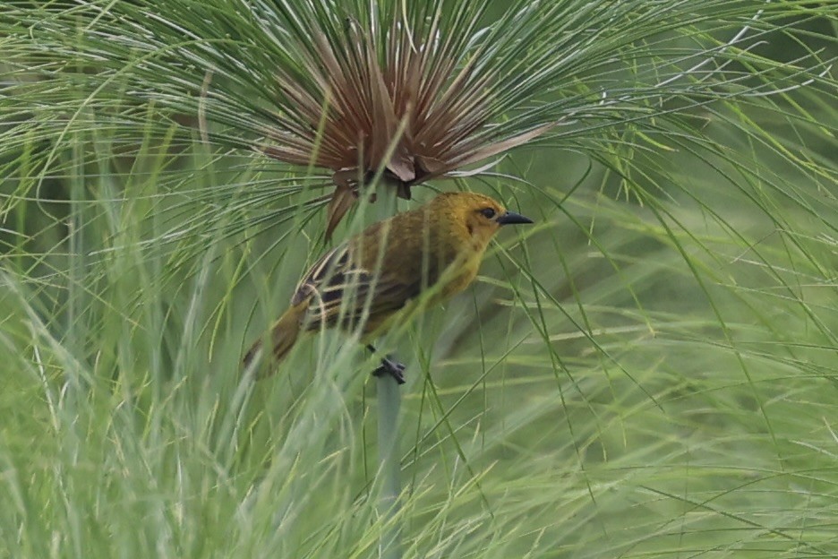 Slender-billed Weaver - ML643264164