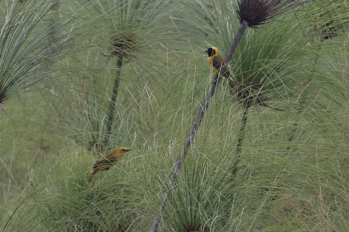 Slender-billed Weaver - ML643264165