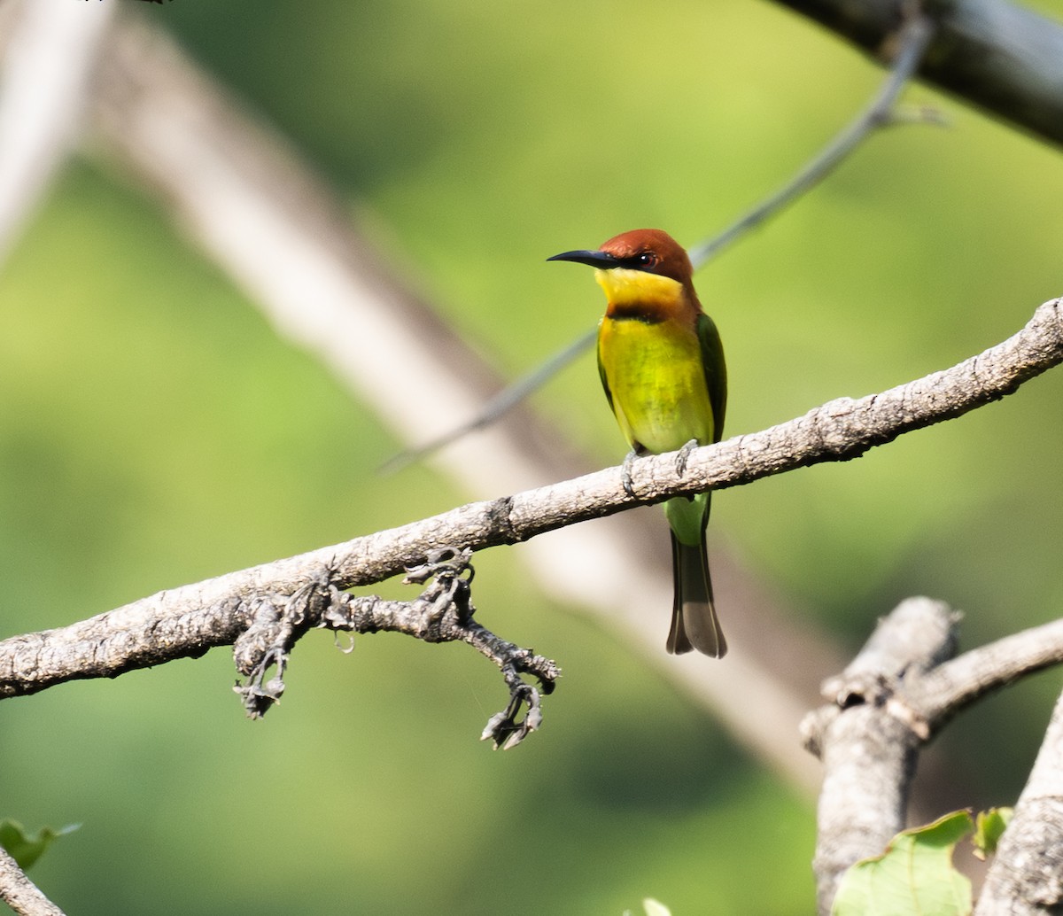 Chestnut-headed Bee-eater - ML643264181