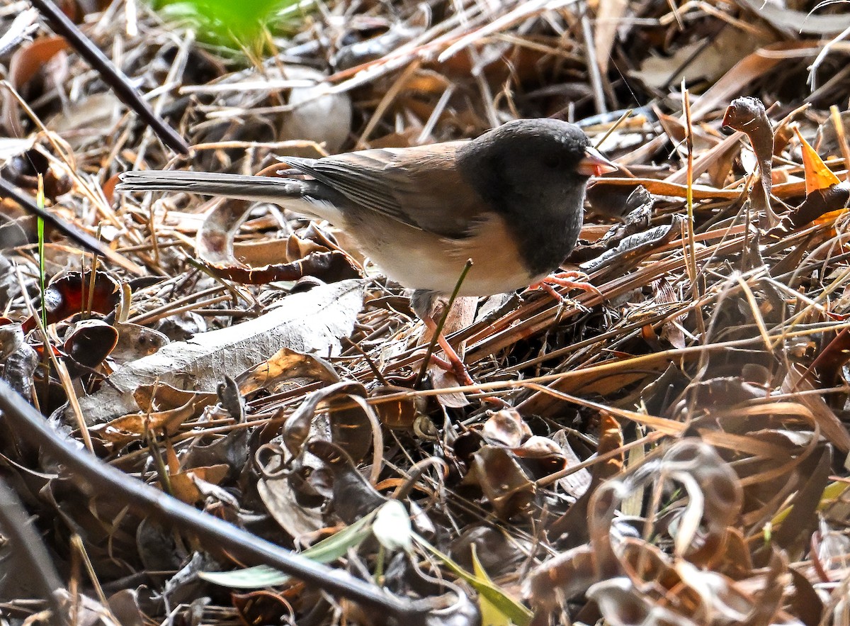 Dark-eyed Junco - ML643264192