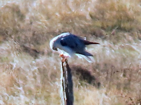White-tailed Kite - ML643264207
