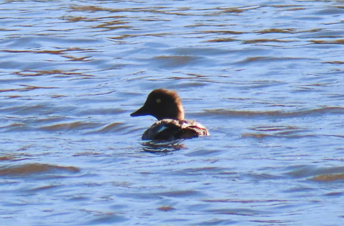 Common Goldeneye - ML643264208