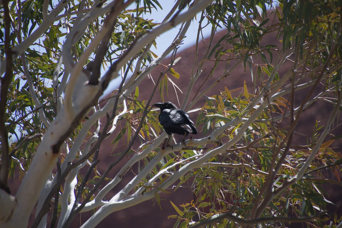 Little Crow - ML643264212