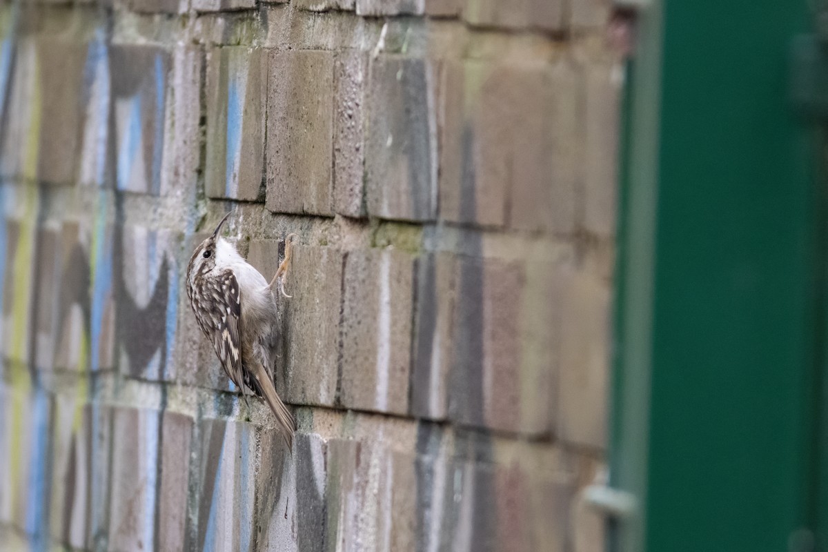 Short-toed Treecreeper - ML643264226