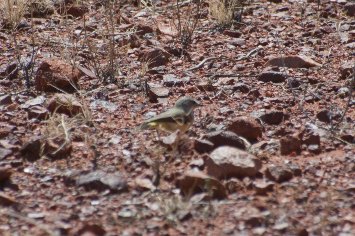 Yellow-rumped Thornbill - ML643264237