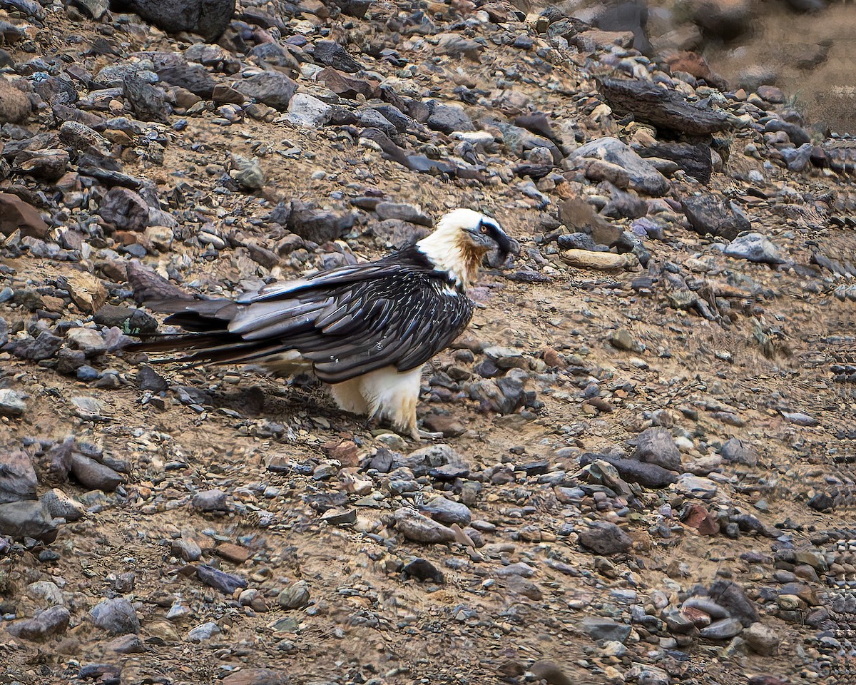 Bearded Vulture - ML643264243
