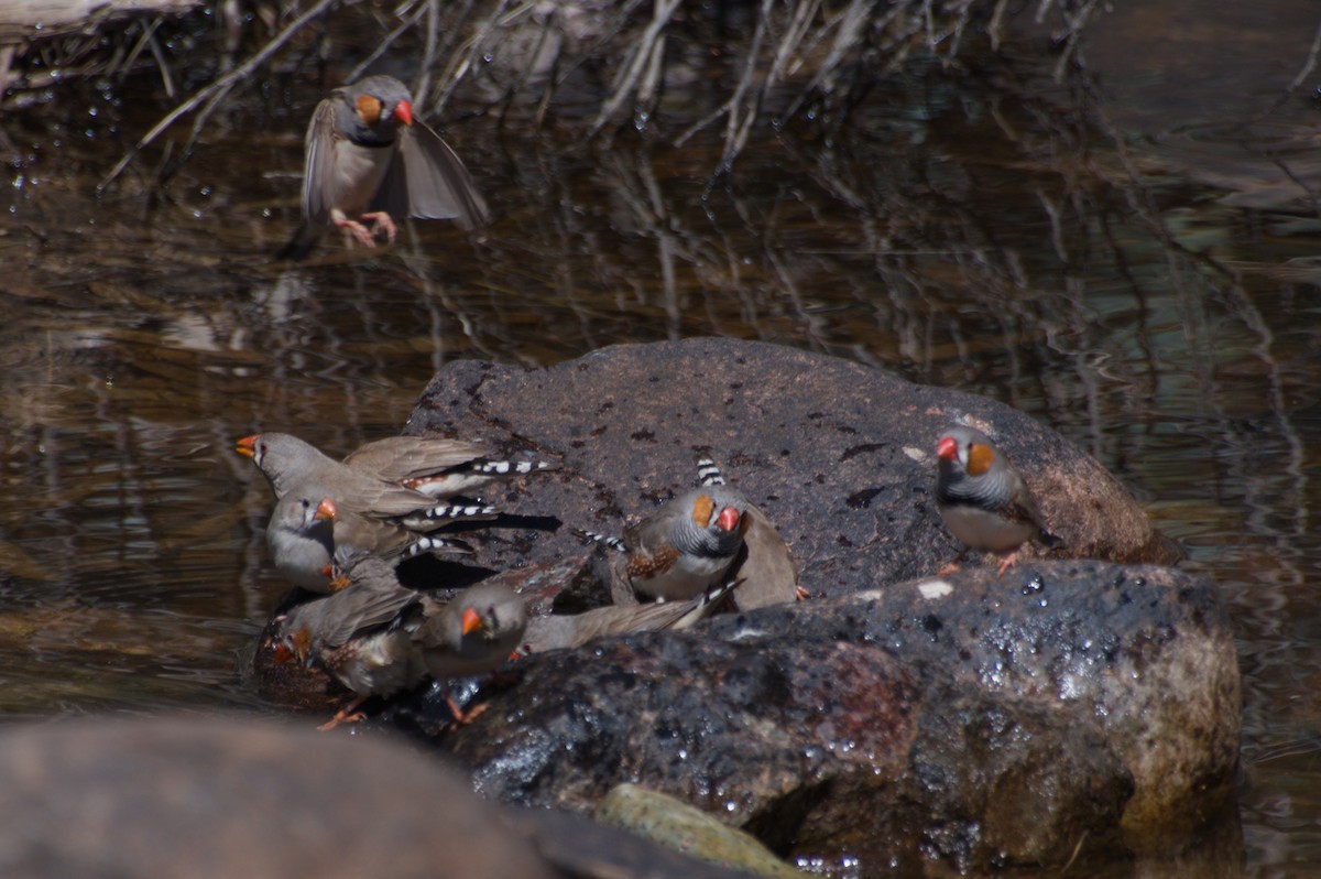 Zebra Finch - ML643264252