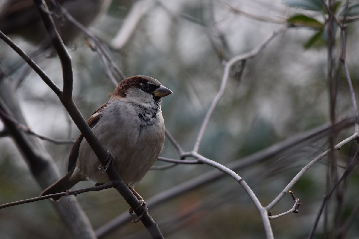 House Sparrow - ML643264253