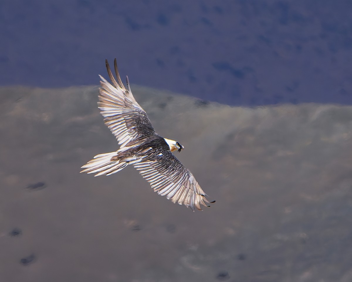 Bearded Vulture - ML643264255