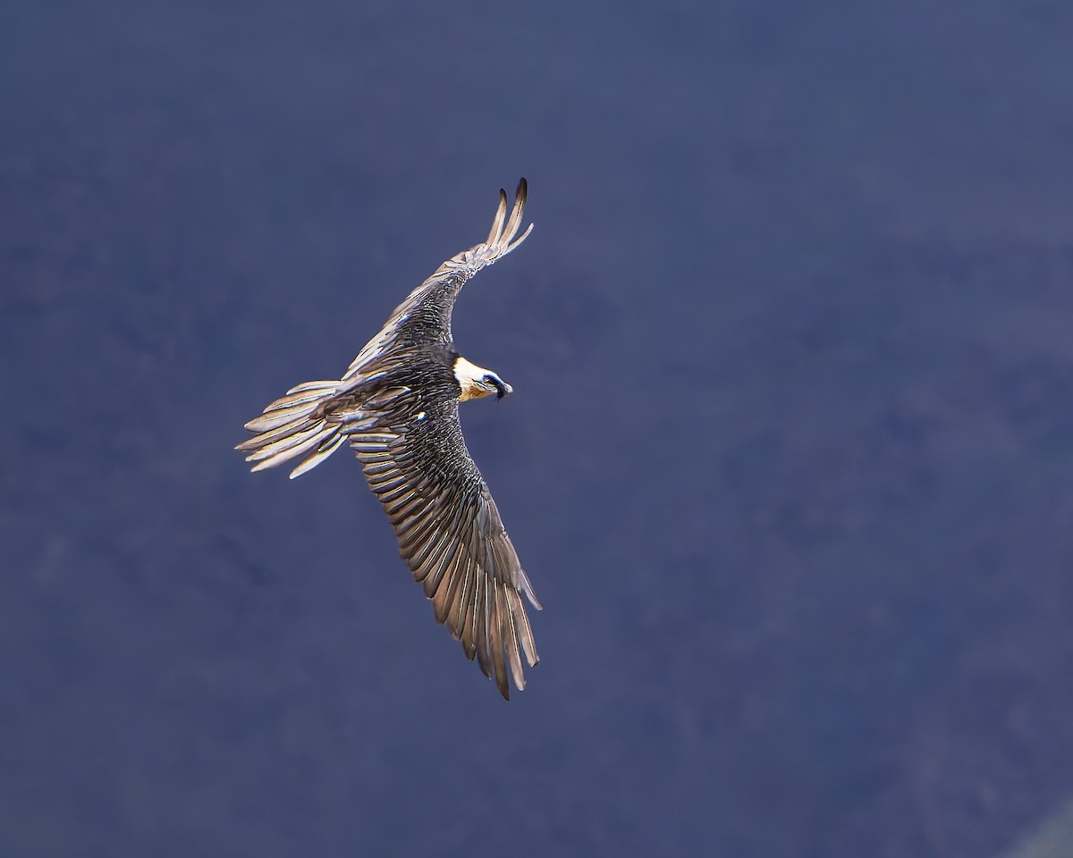 Bearded Vulture - ML643264262