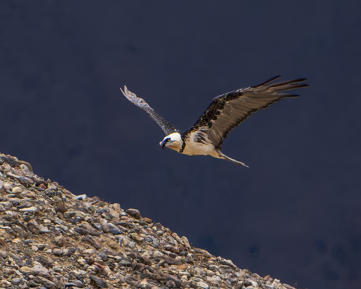 Bearded Vulture - ML643264264
