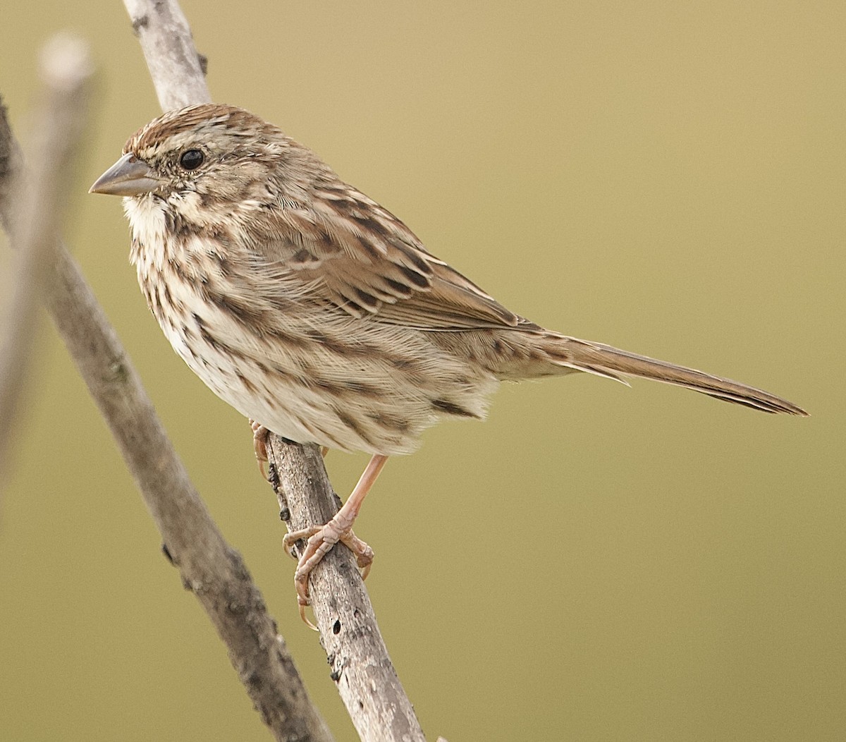 strnadec zpěvný (ssp. melodia/atlantica) - ML643264265