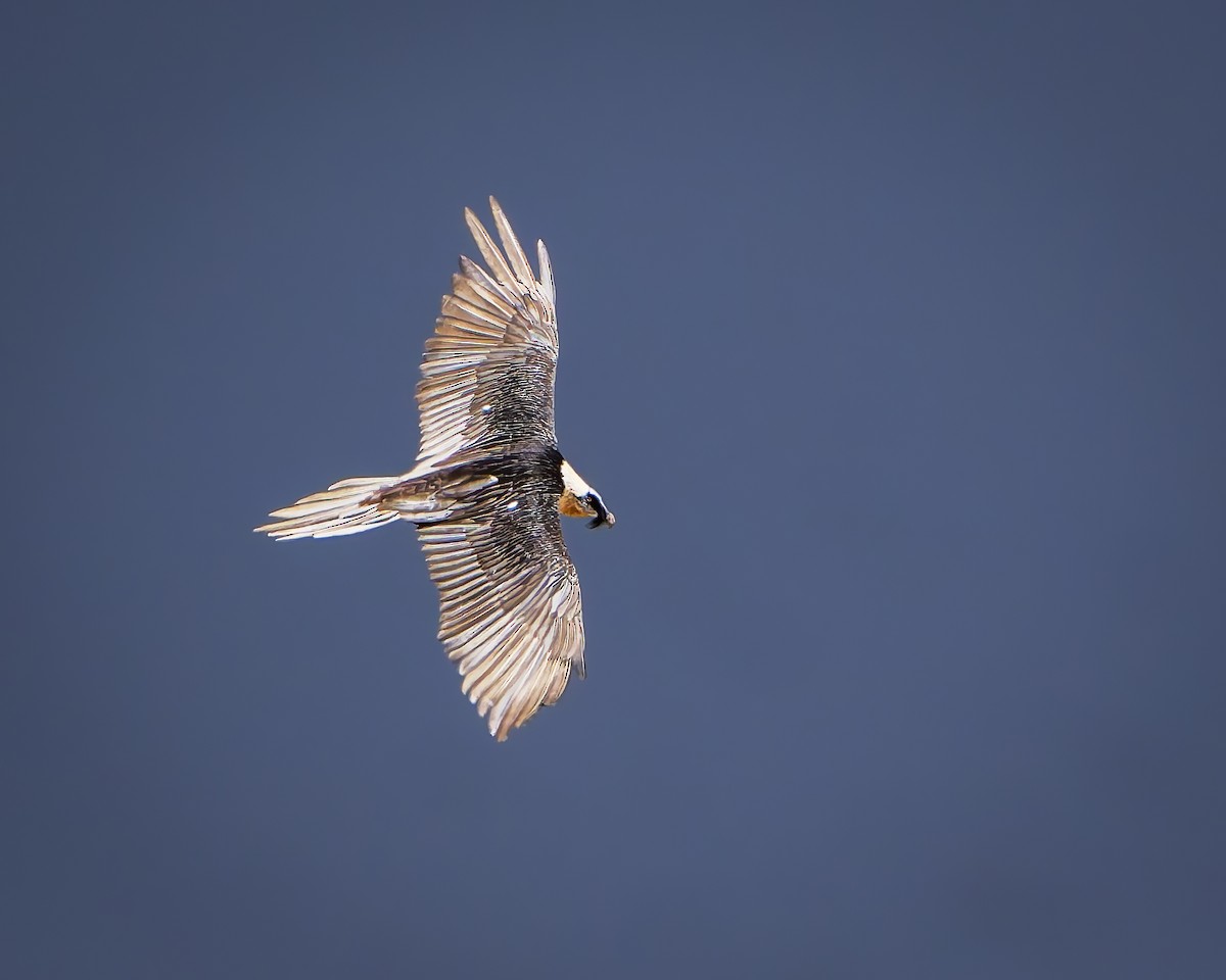 Bearded Vulture - ML643264266