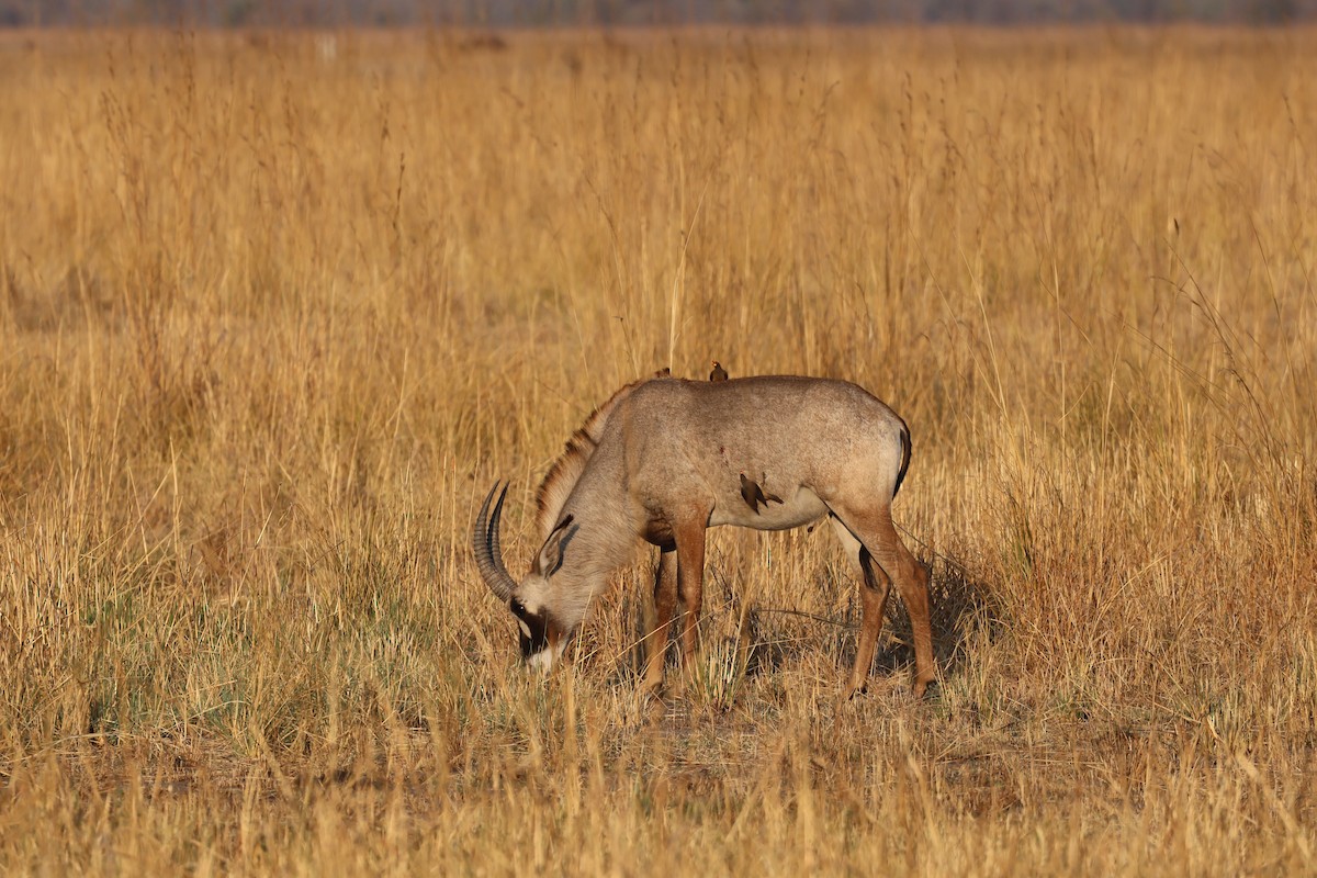 Yellow-billed Oxpecker - ML643264290