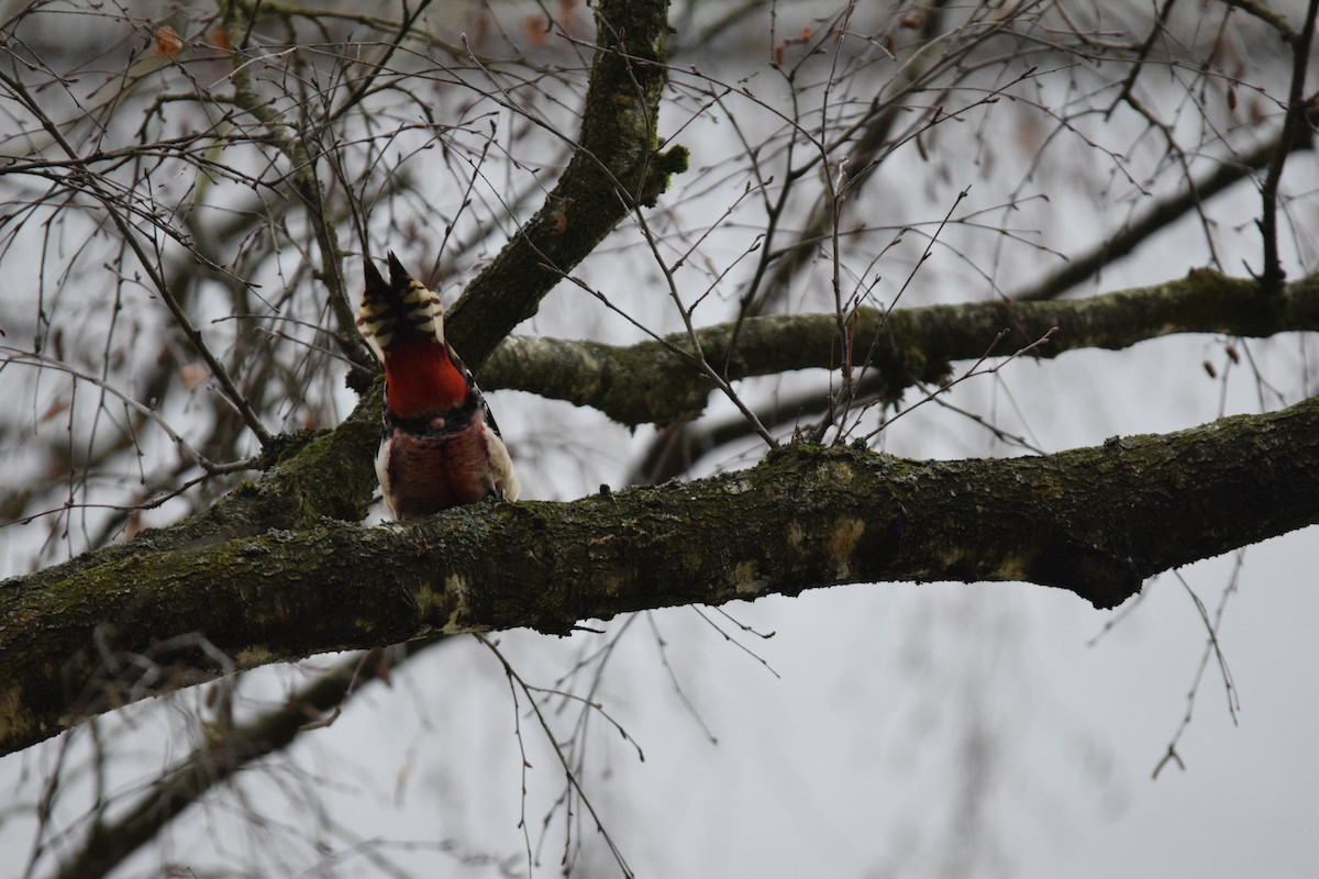 Great Spotted Woodpecker (Great Spotted) - ML643264293
