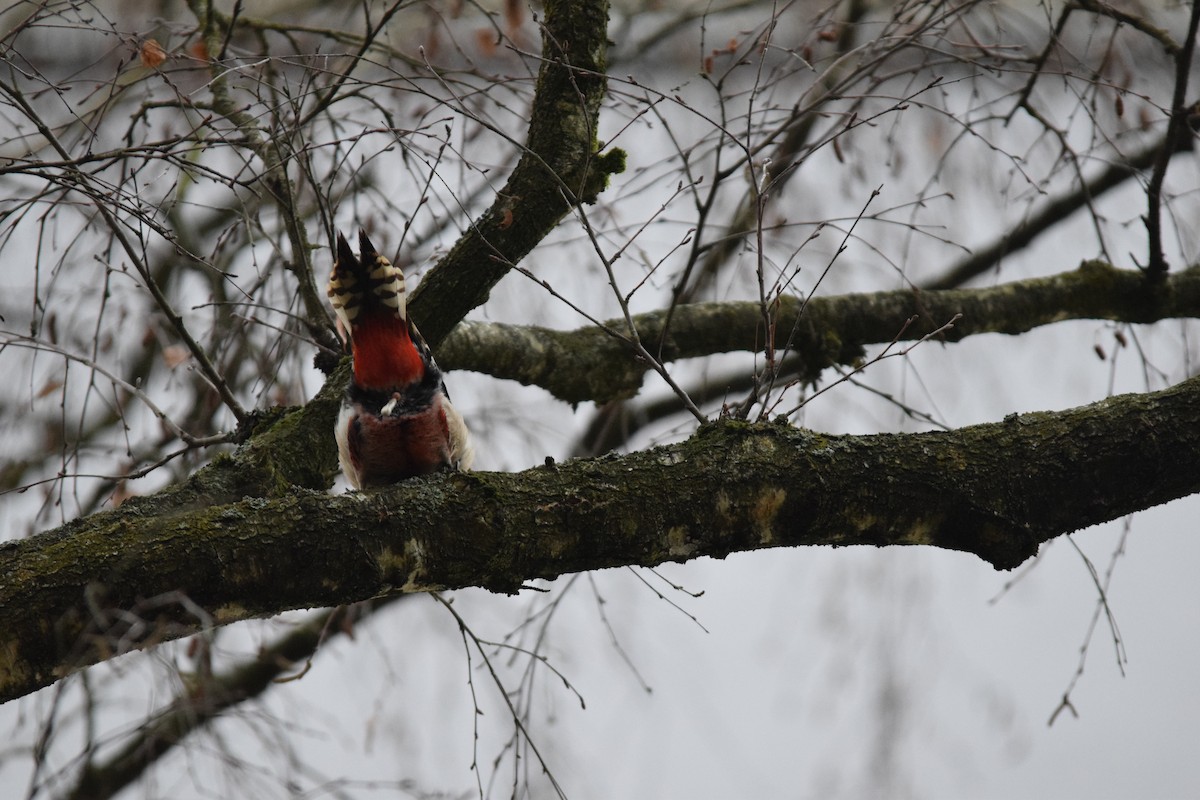 Great Spotted Woodpecker (Great Spotted) - ML643264296
