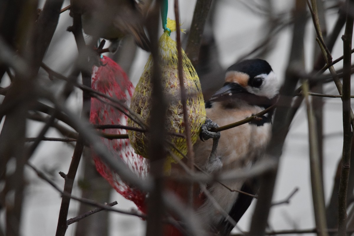 Great Spotted Woodpecker (Great Spotted) - ML643264301