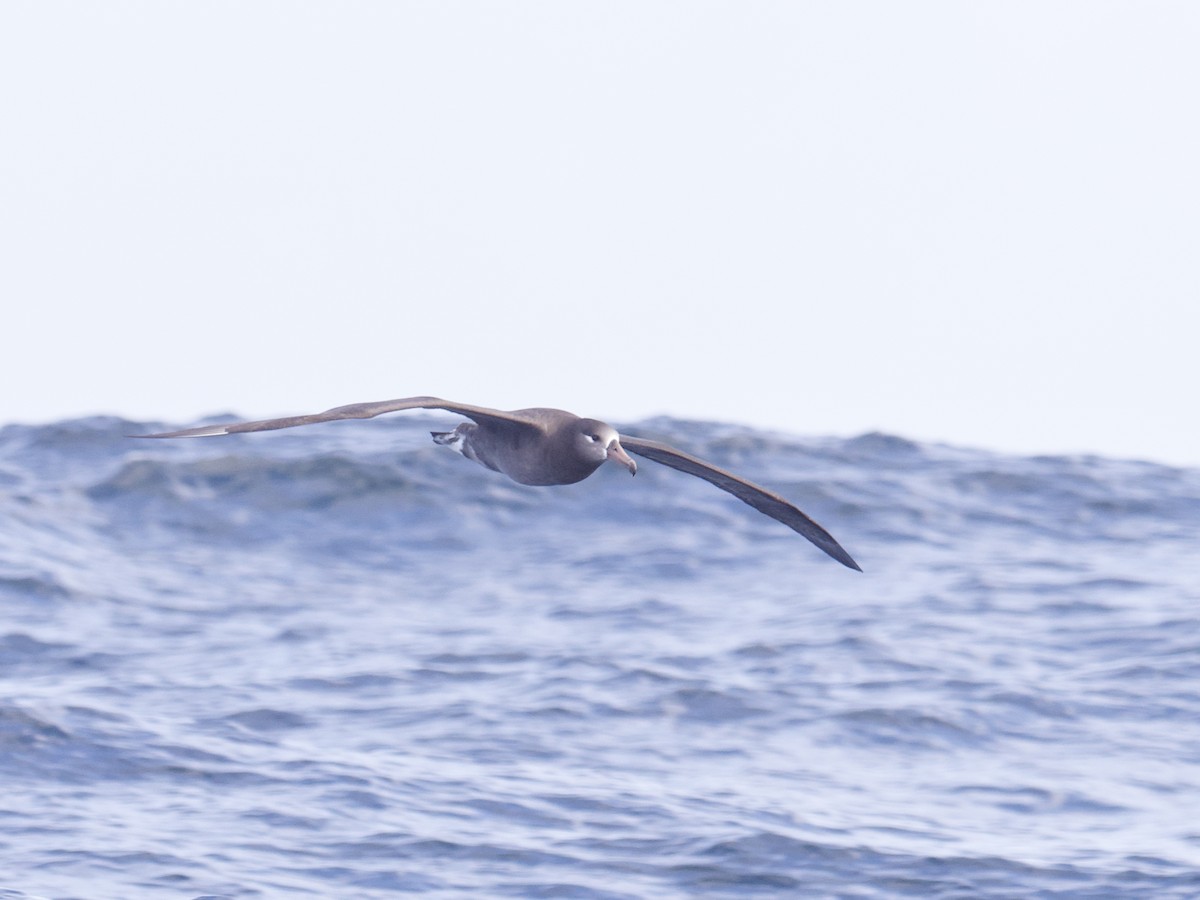 Black-footed Albatross - ML643264305