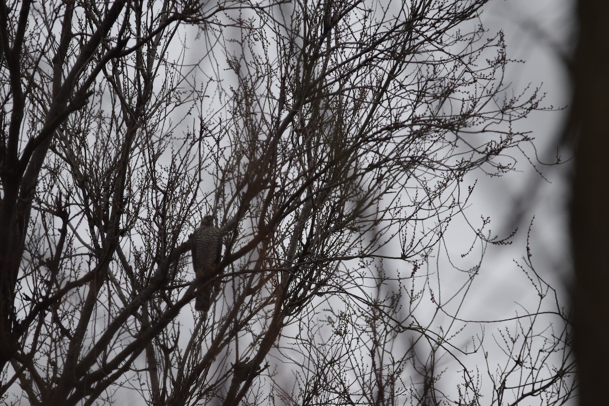 Eurasian Sparrowhawk - ML643264306