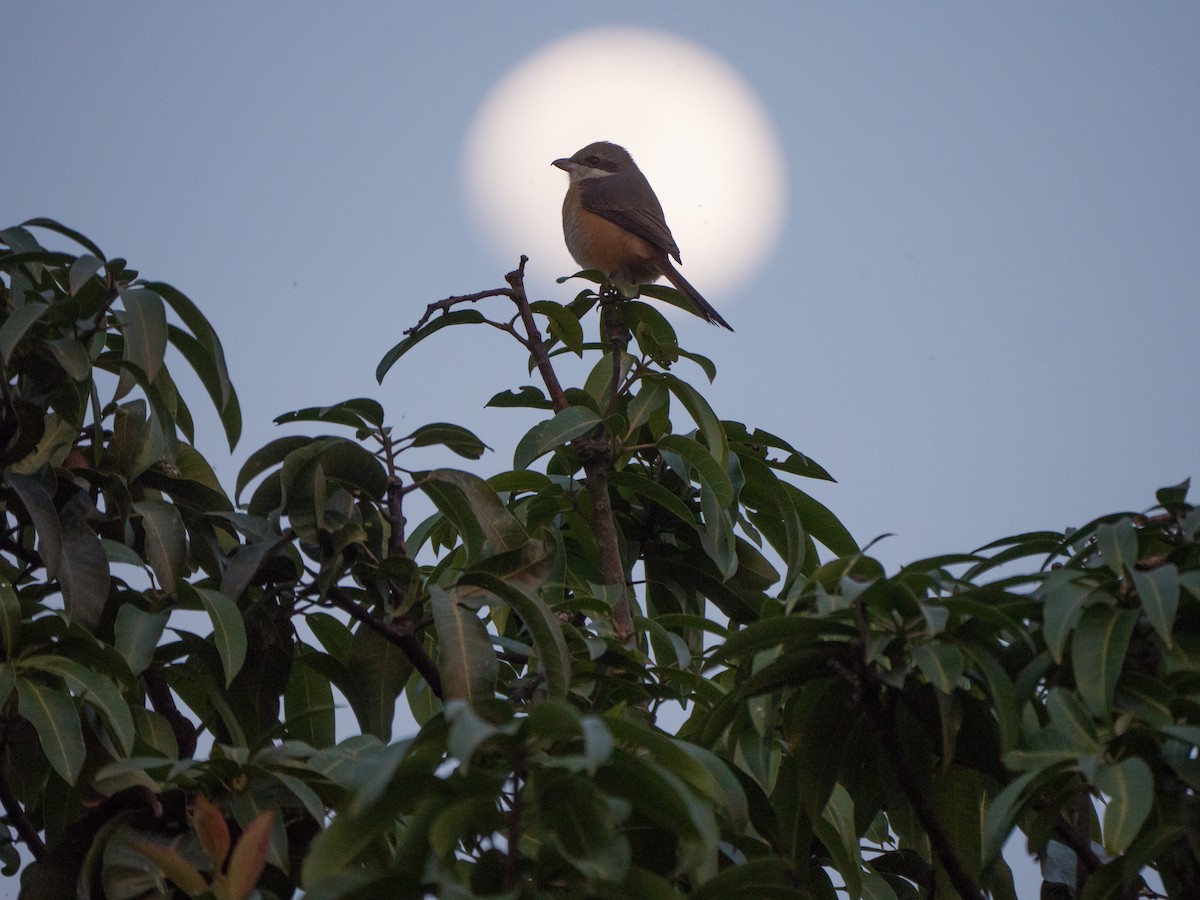 Gray-backed Shrike - ML643264308