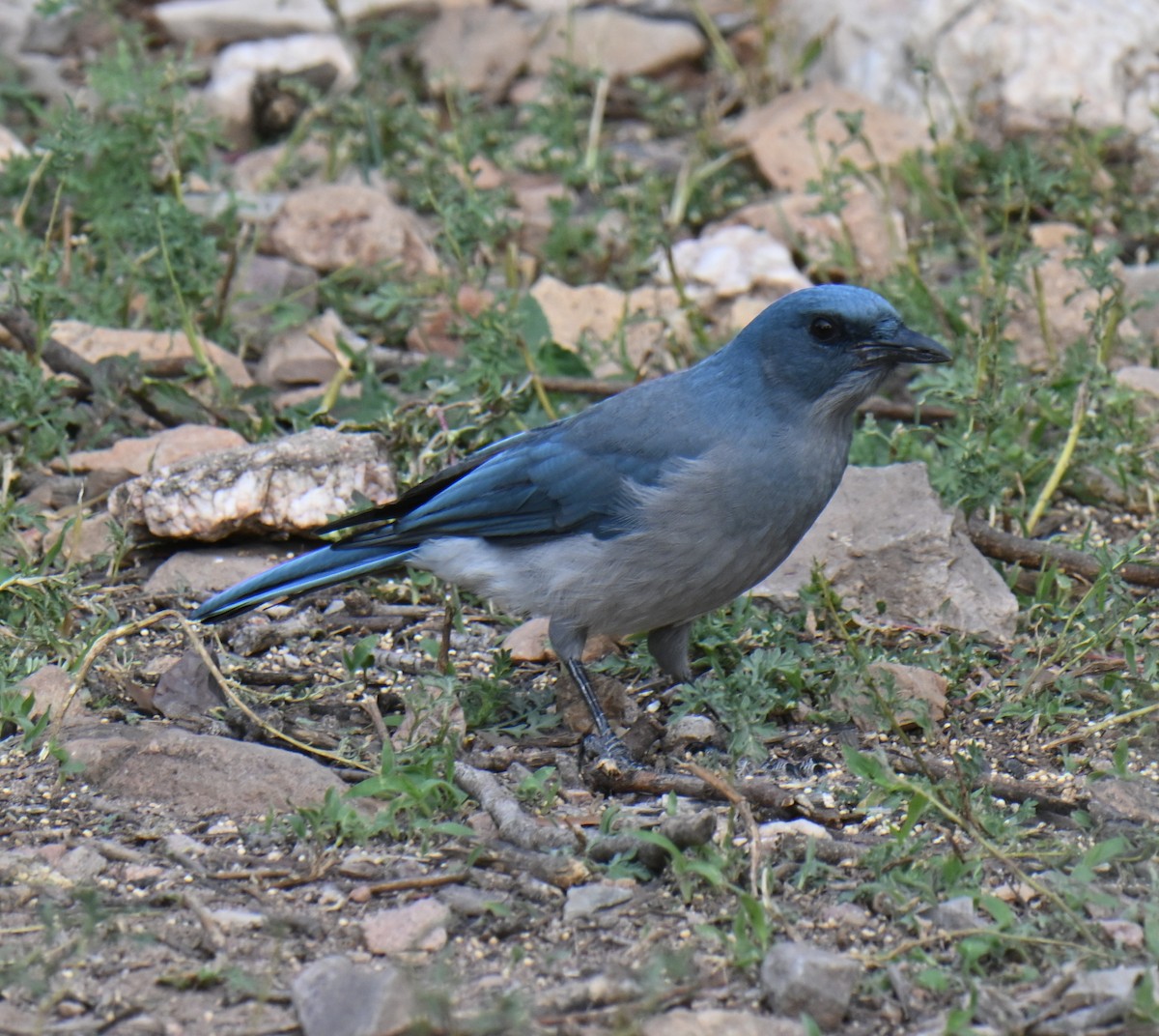 Mexican Jay - ML643264309