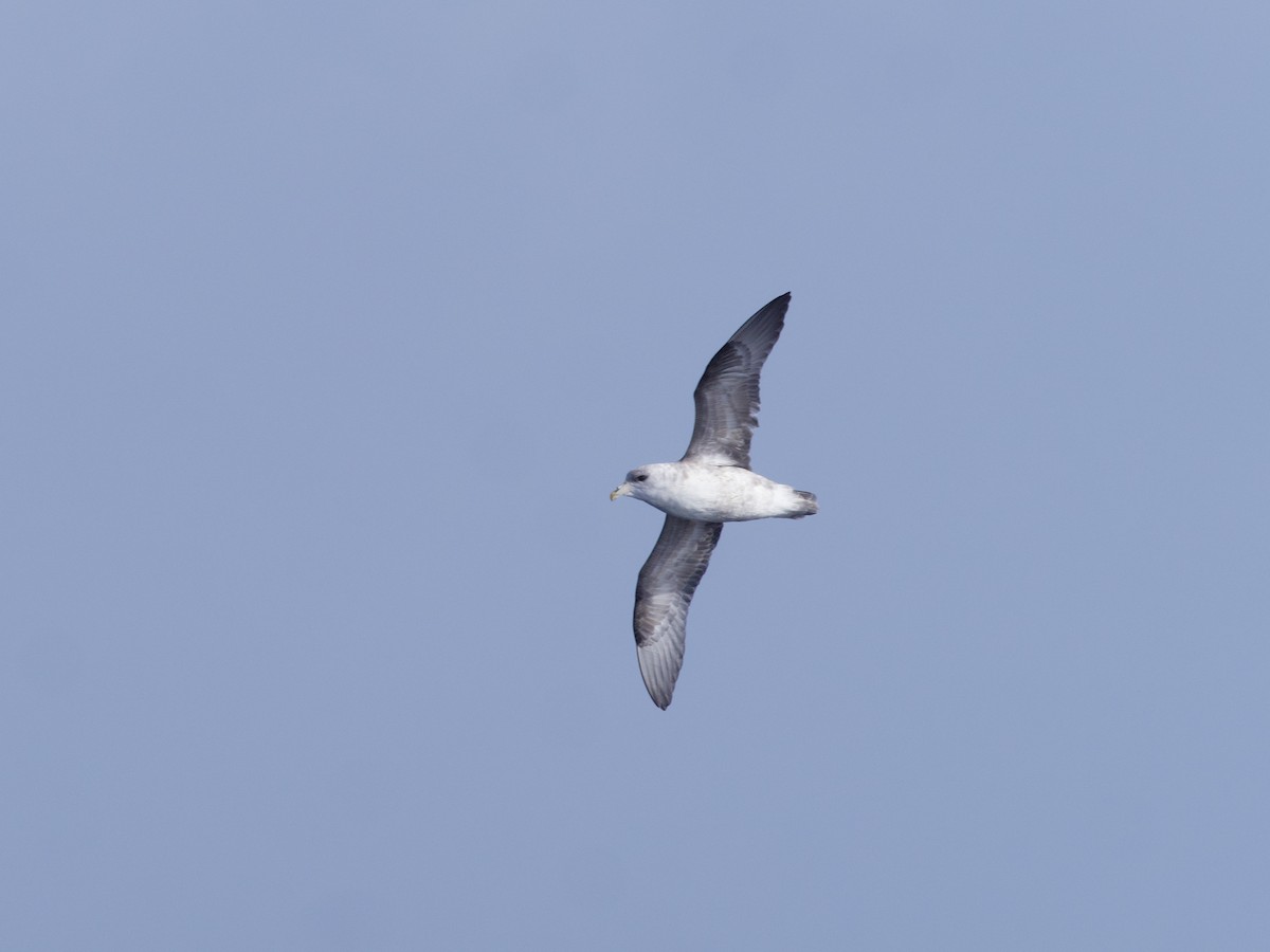 Northern Fulmar - ML643264310